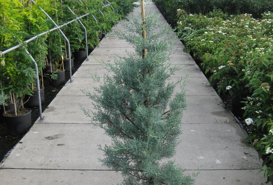 Cypřiš arizonský 'Glauca' - Cupressus arizonica 'Glauca'