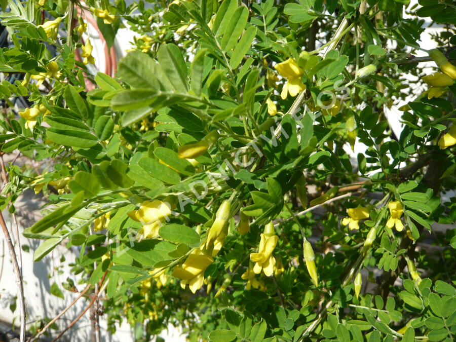 Čimišník stromový 'Pendula' - Caragana arborescens 'Pendula'