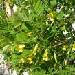 Čimišník stromový 'Pendula' - Caragana arborescens 'Pendula'