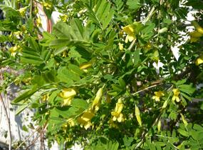 Čimišník stromový 'Pendula' - Caragana arborescens 'Pendula'