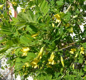 Čimišník stromový 'Pendula' - Caragana arborescens 'Pendula'
