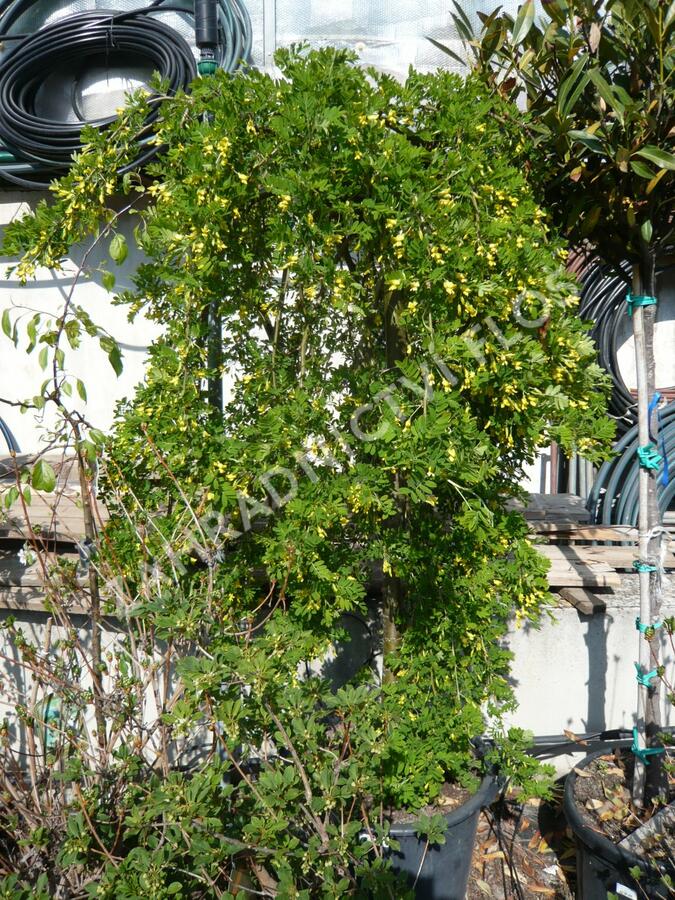 Čimišník stromový 'Pendula' - Caragana arborescens 'Pendula'