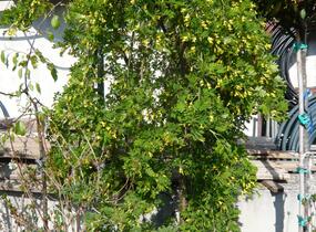 Čimišník stromový 'Pendula' - Caragana arborescens 'Pendula'
