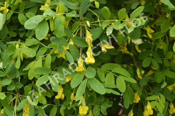 Čimišník stromový 'Pendula' - Caragana arborescens 'Pendula'