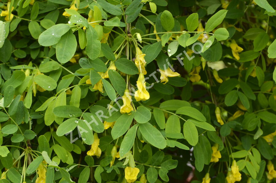 Čimišník stromový 'Pendula' - Caragana arborescens 'Pendula'