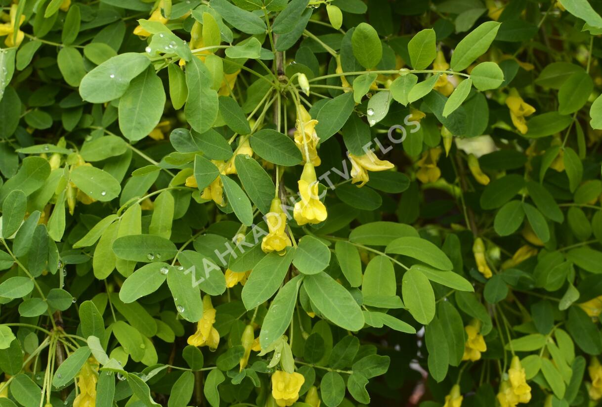 Čimišník stromový 'Pendula' - Caragana arborescens 'Pendula'