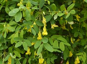 Čimišník stromový 'Pendula' - Caragana arborescens 'Pendula'