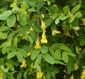 Čimišník stromový 'Pendula' - Caragana arborescens 'Pendula'