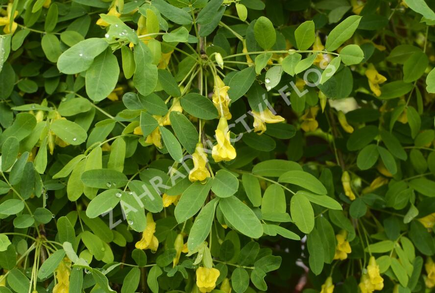 Čimišník stromový 'Pendula' - Caragana arborescens 'Pendula'