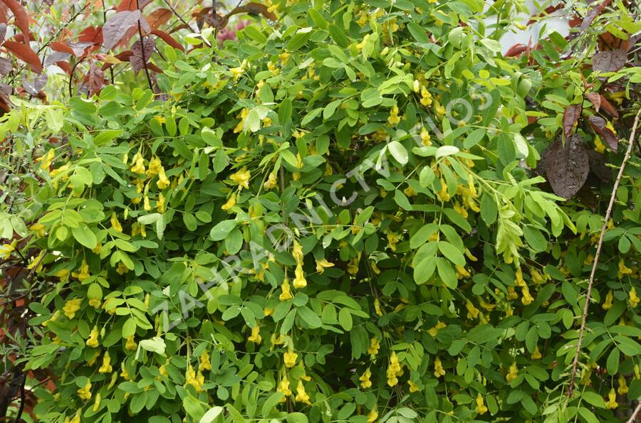 Čimišník stromový 'Pendula' - Caragana arborescens 'Pendula'