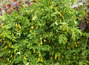 Čimišník stromový 'Pendula' - Caragana arborescens 'Pendula'