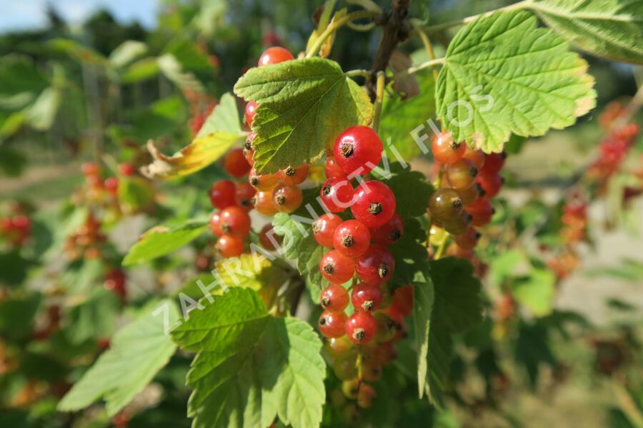 Rybíz červený 'Rovada' - Ribes rubrum 'Rovada'