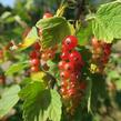 Rybíz červený 'Rovada' - Ribes rubrum 'Rovada'