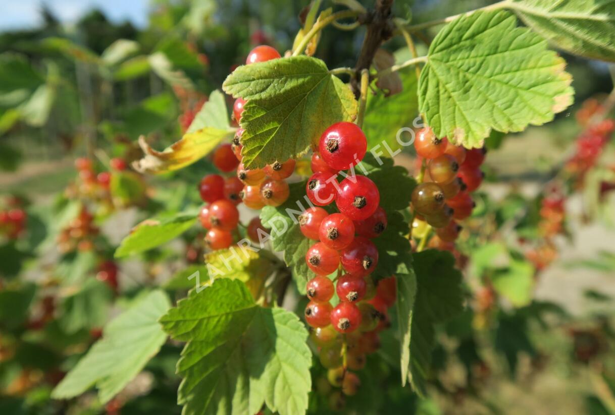 Rybíz červený 'Rovada' - Ribes rubrum 'Rovada'
