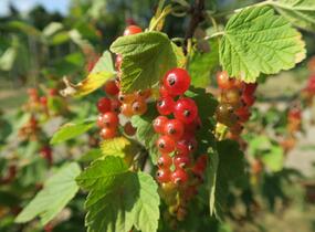 Rybíz červený 'Rovada' - Ribes rubrum 'Rovada'