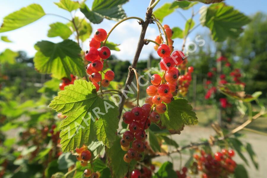 Rybíz červený 'Rovada' - Ribes rubrum 'Rovada'