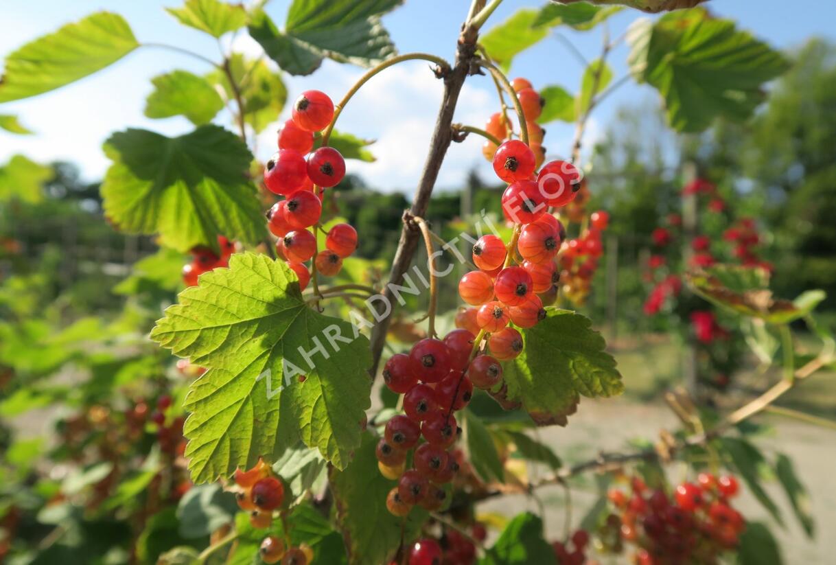 Rybíz červený 'Rovada' - Ribes rubrum 'Rovada'