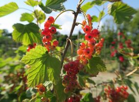 Rybíz červený 'Rovada' - Ribes rubrum 'Rovada'