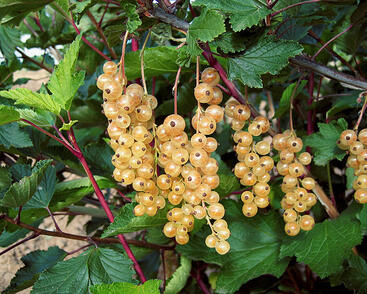 Rybíz bílý 'Olin'