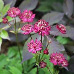 Jarmanka 'Hadspen Blood' - Astrantia 'Hadspen Blood'