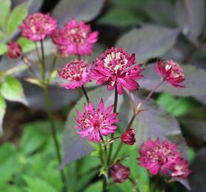 Jarmanka 'Hadspen Blood'