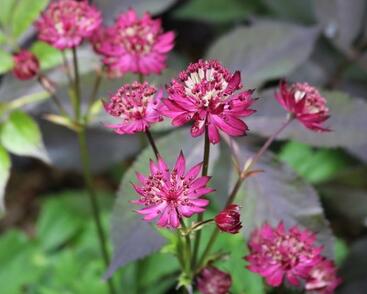 Jarmanka 'Hadspen Blood'