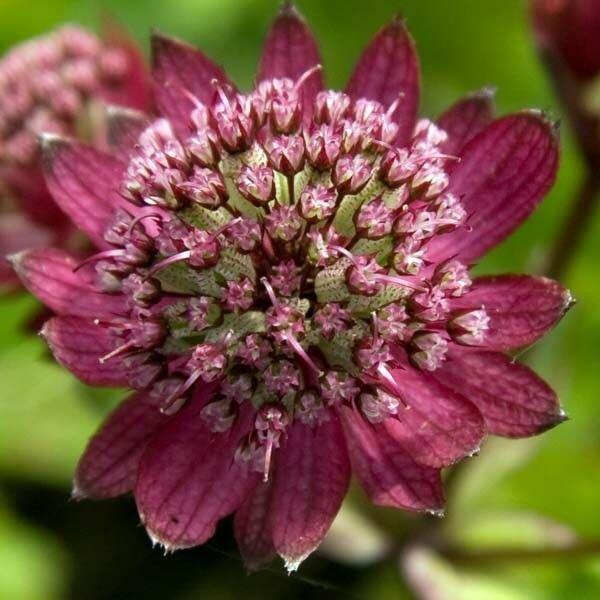 Jarmanka 'Hadspen Blood' - Astrantia 'Hadspen Blood'