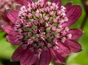 Jarmanka 'Hadspen Blood' - Astrantia 'Hadspen Blood'