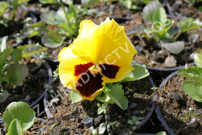Violka, maceška zahradní 'Colossus Yellow with Blotch' - Viola wittrockiana 'Colossus Yellow with Blotch'