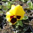 Violka, maceška zahradní 'Colossus Yellow with Blotch' - Viola wittrockiana 'Colossus Yellow with Blotch'