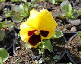 Violka, maceška zahradní 'Colossus Yellow with Blotch'