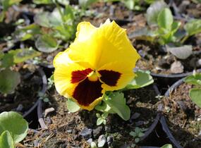 Violka, maceška zahradní 'Colossus Yellow with Blotch' - Viola wittrockiana 'Colossus Yellow with Blotch'