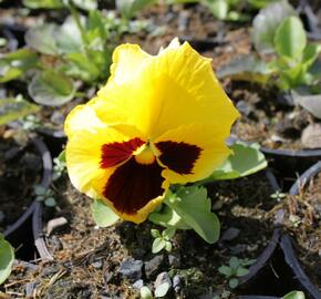 Violka, maceška zahradní 'Colossus Yellow with Blotch' - Viola wittrockiana 'Colossus Yellow with Blotch'
