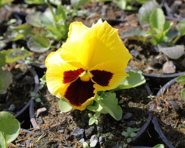Violka, maceška zahradní 'Colossus Yellow with Blotch'