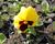 Violka, maceška zahradní 'Colossus Yellow with Blotch'