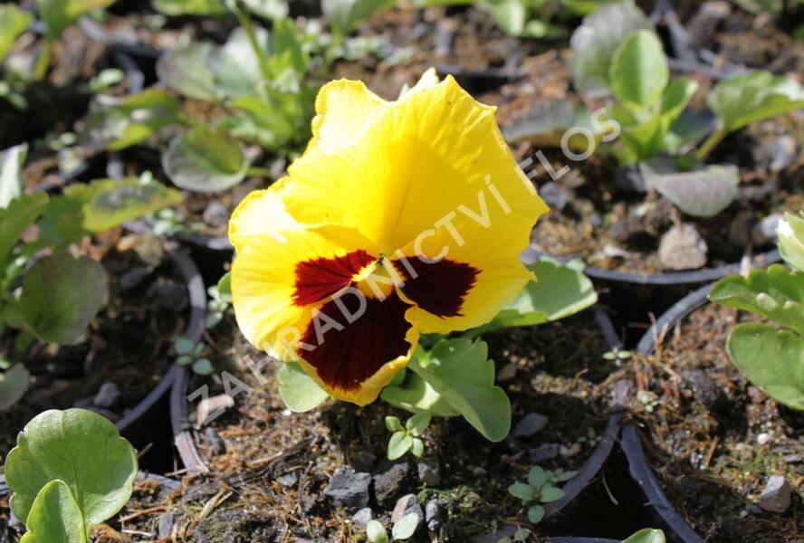Violka, maceška zahradní 'Colossus Yellow with Blotch' - Viola wittrockiana 'Colossus Yellow with Blotch'