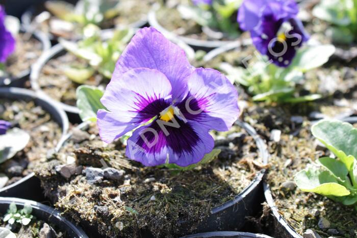 Violka zahradní, maceška 'Colossus Deep Blue with Blotch' - Viola wittrockiana 'Colossus Deep Blue with Blotch'