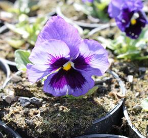 Violka zahradní, maceška 'Colossus Deep Blue with Blotch' - Viola wittrockiana 'Colossus Deep Blue with Blotch'