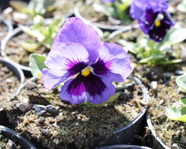 Violka, maceška zahradní 'Colossus Deep Blue with Blotch'