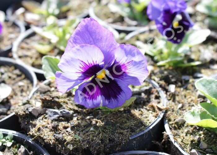 Violka zahradní, maceška 'Colossus Deep Blue with Blotch' - Viola wittrockiana 'Colossus Deep Blue with Blotch'
