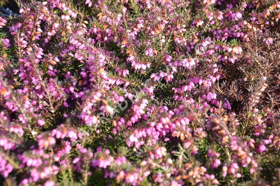 Vřesovec darlejský 'Kramer's Rote' - Erica darleyensis 'Kramer's Rote'