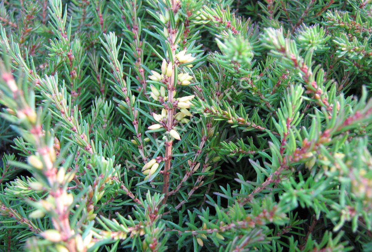 Vřesovec darlejský 'Kramer's Rote' - Erica darleyensis 'Kramer's Rote'