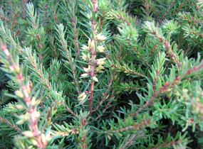 Vřesovec darlejský 'Kramer's Rote' - Erica darleyensis 'Kramer's Rote'