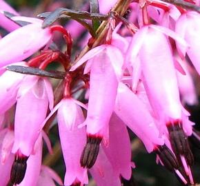 Vřesovec darlejský 'Kramer's Rote' - Erica darleyensis 'Kramer's Rote'