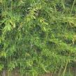 Bambus - Phyllostachys bissetii