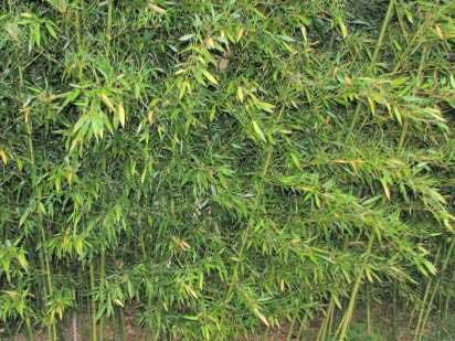 Bambus - Phyllostachys bissetii