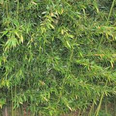 Bambus - Phyllostachys bissetii