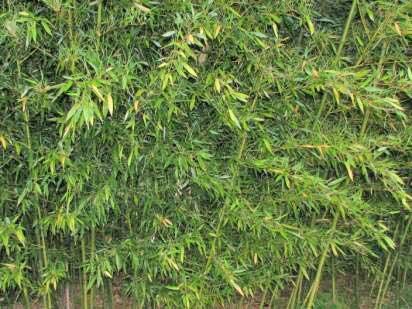 Bambus - Phyllostachys bissetii