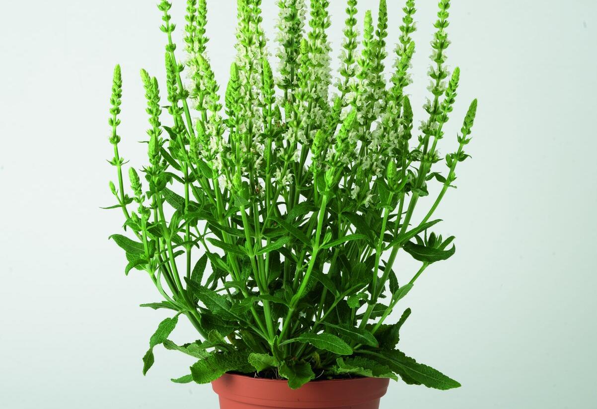 Šalvěj nádherná 'Merleau White Compact' - Salvia superba 'Merleau White Compact'