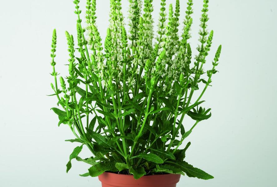 Šalvěj nádherná 'Merleau White Compact' - Salvia superba 'Merleau White Compact'